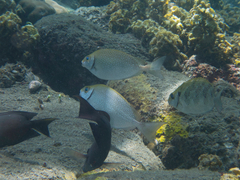 Siganus margaritiferus