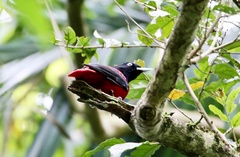 Oriolus traillii ardens