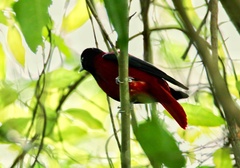 Oriolus traillii ardens