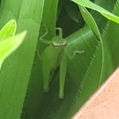 Pseudoxya diminuta