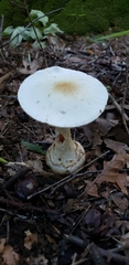 Amanita magnivelaris