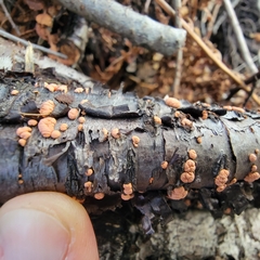 Nectria cinnabarina