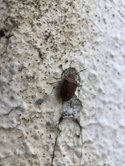 Dryadocoris apicalis