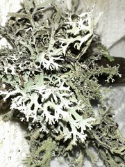 Pseudevernia furfuracea