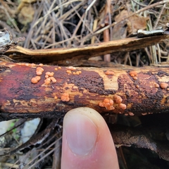 Nectria cinnabarina
