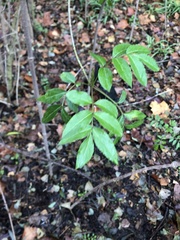Sambucus canadensis