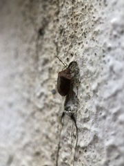 Dryadocoris apicalis