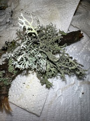 Pseudevernia furfuracea