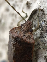 Dryadocoris apicalis
