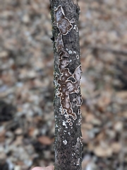 Peniophora albobadia