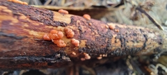 Nectria cinnabarina