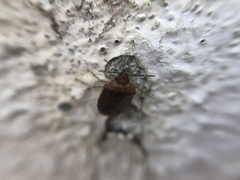 Dryadocoris apicalis