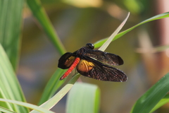Diastatops pullata
