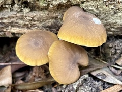 Cyptotrama glabra