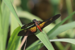 Diastatops pullata