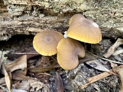 Cyptotrama glabra