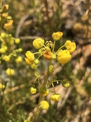 Calceolaria segethii