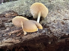 Cyptotrama glabra