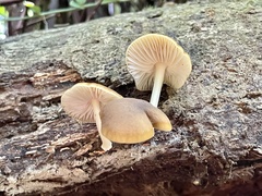Cyptotrama glabra