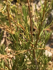 Calceolaria segethii