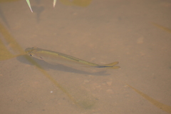 Characiformes