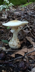 Amanita magnivelaris