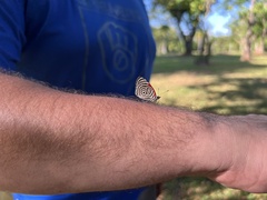 Diaethria clymena