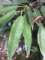 Ficus sarmentosa nipponica