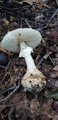 Amanita magnivelaris