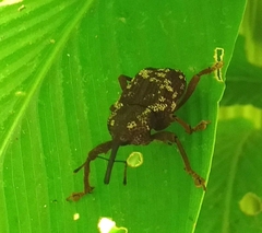 Cucujiformia