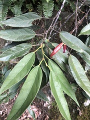 Ficus sarmentosa nipponica