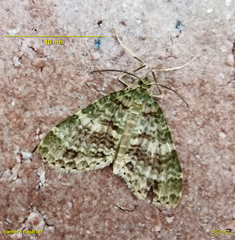 Sauris purpurotincta