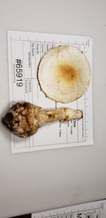 Amanita magnivelaris