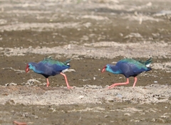 Porphyrio madagascariensis