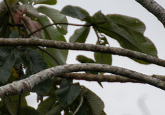 Brotogeris cyanoptera