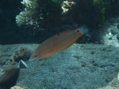 Halichoeres richmondi