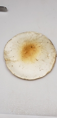 Amanita magnivelaris