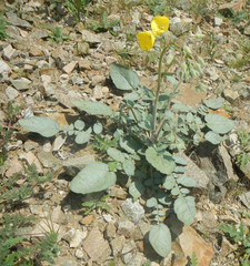 Chylismia