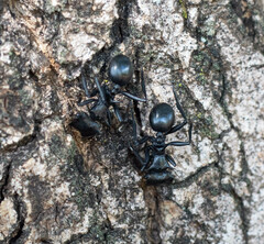 Cephalotes atratus