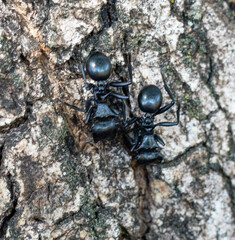 Cephalotes atratus