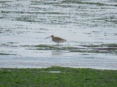 Numenius arquata