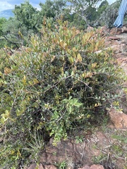 Ancylobothrys capensis