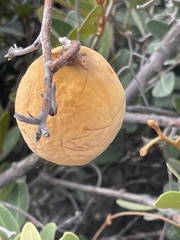 Ancylobothrys capensis