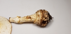 Amanita magnivelaris