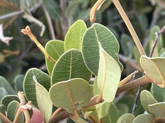 Ancylobothrys capensis