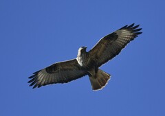 Buteo refectus