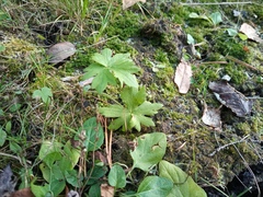 Ranunculus propinquus