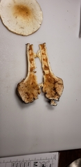 Amanita magnivelaris