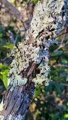 Punctelia caseana