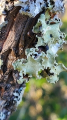 Punctelia caseana